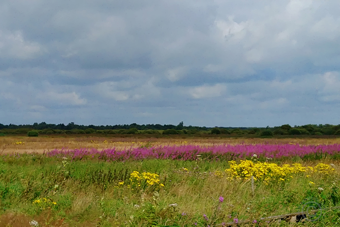 Fochtelooerveen