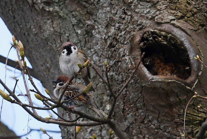 Ringmus bij nest
