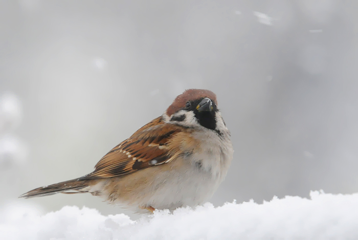 Ringmus in de sneeuw