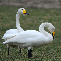 Ganzen en Zwanen