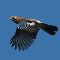 Kraaien