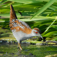 Rallen en Kraanvogels