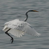 Reigers, Ooievaars en Flamingo's